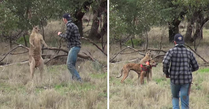 Чтобы спасти собаку, этот бесстрашный фермер ударил кенгуру в челюсть