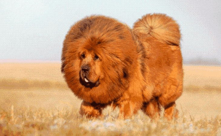 Это самая дорогая собака на Земле – вот как выглядит тибетский мастиф