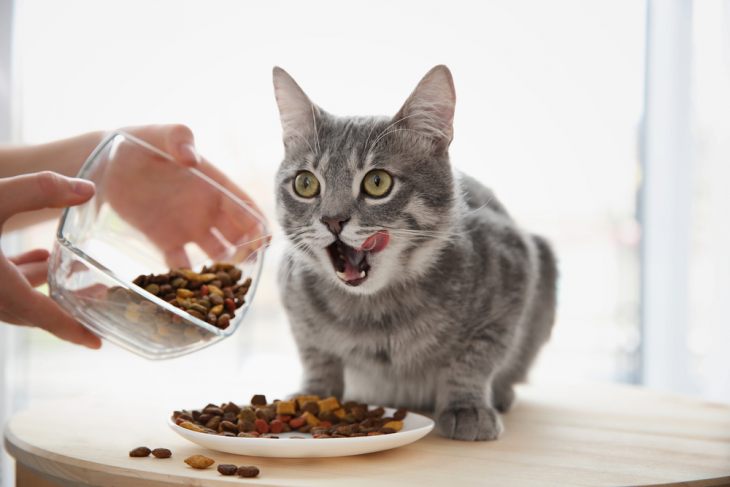 Питание кошек: общие понятия