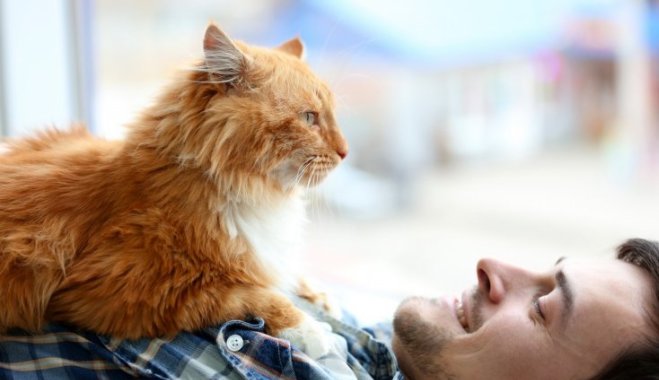 Как показать кошке свою любовь